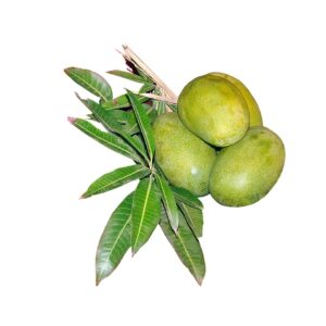 Kothapalli Kobbari__Mangoes_Vivekananda Agro Foods